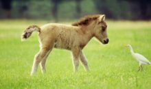 Кто вошел в топ 10 самых маленьких животных в мире?