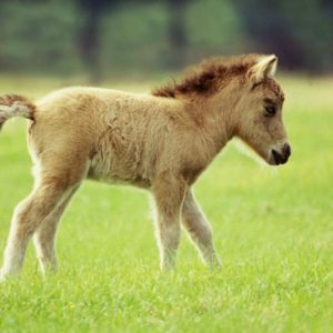 Кто вошел в топ 10 самых маленьких животных в мире?