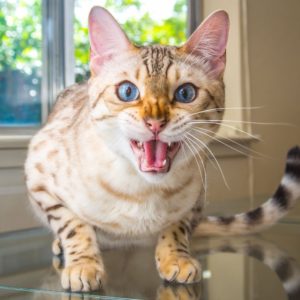 Как отучить кота царапаться и кусаться?