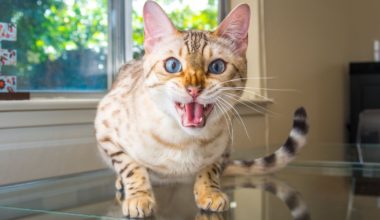 Как отучить кота царапаться и кусаться?