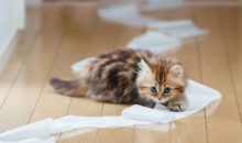 Что делать, если у кошки запор?