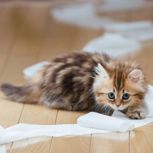 Что делать, если у кошки запор?