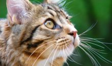 Что будет, если коту обрезать усы?