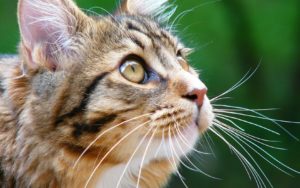 Что будет, если коту обрезать усы?