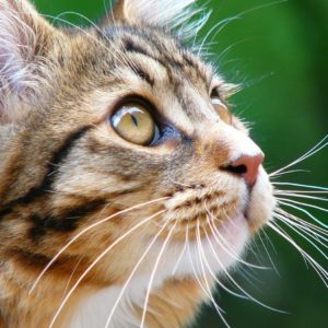 Что будет, если коту обрезать усы?