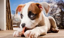 До какого возраста собака считается щенком?