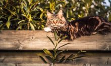Невероятно красивая уличная кошка: 8 фото