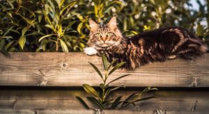 Невероятно красивая уличная кошка: 8 фото
