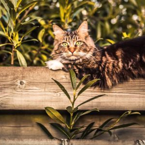 Невероятно красивая уличная кошка: 8 фото