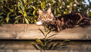 Невероятно красивая уличная кошка: 8 фото