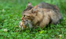 Зачем кошки несут убитых животных домой?