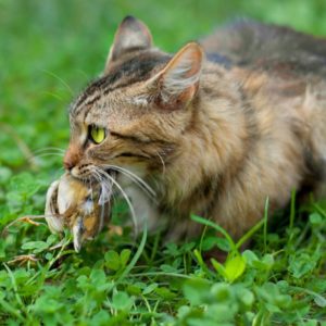 Зачем кошки несут убитых животных домой?
