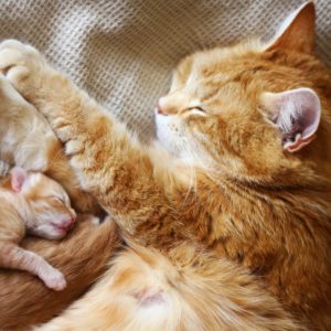 Как ведет себя кошка перед родами?