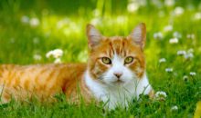 Страшная кошка стала невероятной принцессой