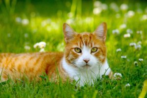 Страшная кошка стала невероятной принцессой