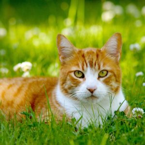 Страшная кошка стала невероятной принцессой