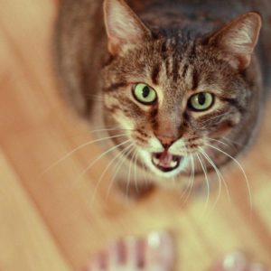 Как кастрировать кота в домашних условиях?