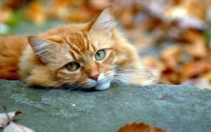 Самый грустный кот стал самым счастливым