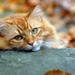 Самый грустный кот стал самым счастливым