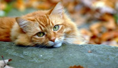 Самый грустный кот стал самым счастливым
