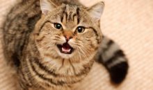 Как себя ведут коты после кастрации?