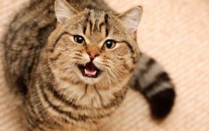 Как себя ведут коты после кастрации?