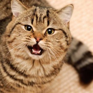 Как себя ведут коты после кастрации?