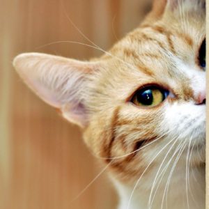 А вот и кот, который следит, хорошо ли вы работаете