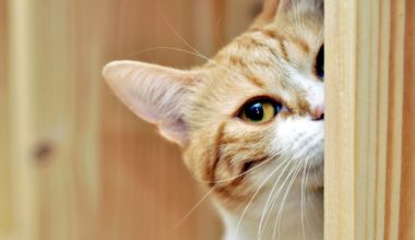 А вот и кот, который следит, хорошо ли вы работаете