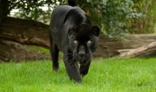 Подборка фото: самые красивые животные в мире