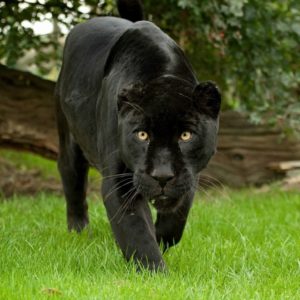 Подборка фото: самые красивые животные в мире