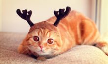 Котики в шапках: вы будете в восторге