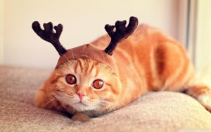 Котики в шапках: вы будете в восторге