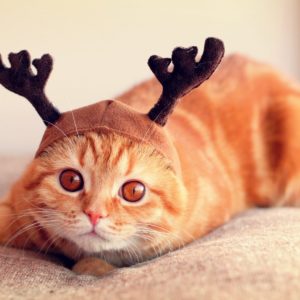 Котики в шапках: вы будете в восторге