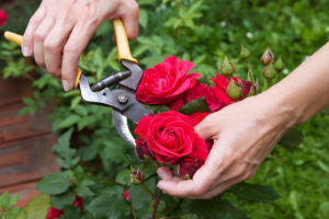 Как вырастить розу из срезанного цветка?