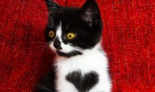 Кошка носит сердце на своей груди