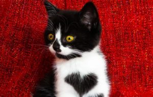 Кошка носит сердце на своей груди