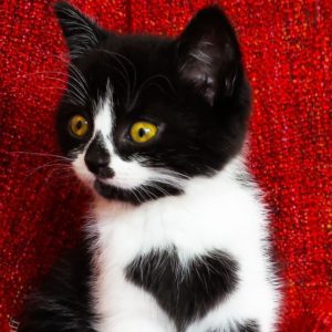 Кошка носит сердце на своей груди