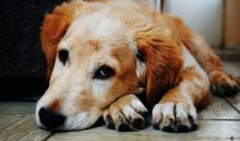 Скромный пожарный спас собаку, которая почти погибла в огне