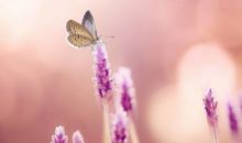 Красочный макро‑мир насекомых: 10 восхитительных фотографий