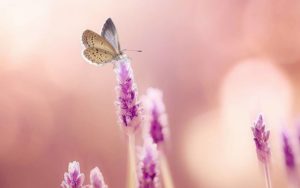Красочный макро-мир насекомых: 10 восхитительных фотографий