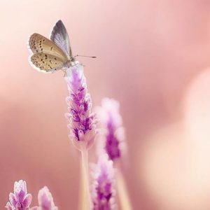 Красочный макро‑мир насекомых: 10 восхитительных фотографий