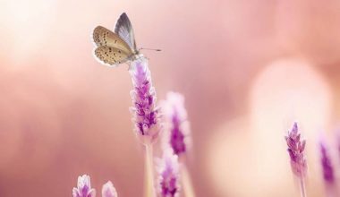 Красочный макро‑мир насекомых: 10 восхитительных фотографий