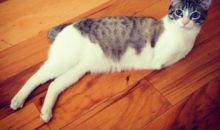 Способный котёнок живет без двух передних лап и хвоста