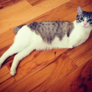 Способный котёнок живет без двух передних лап и хвоста