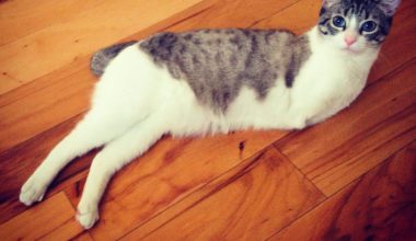 Способный котёнок живет без двух передних лап и хвоста