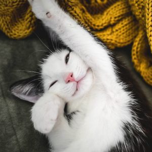 20 фото кошек, выглядящих, как девушки в стиле ПинАп