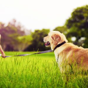 Классные карикатуры с животными, которые стоит посмотреть