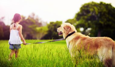 Классные карикатуры с животными, которые стоит посмотреть