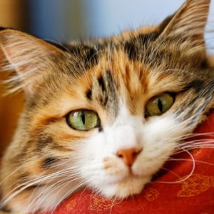 Японские кошки стали невосприимчивы к коврикам с шипами